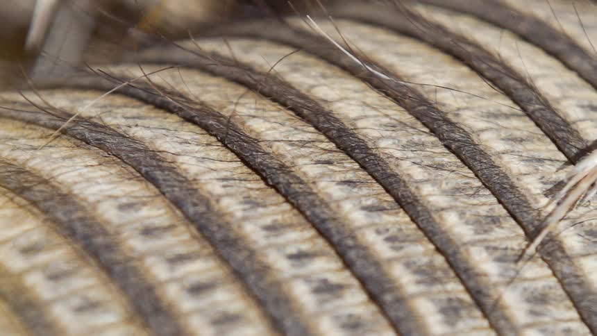 A feather is stuck in an armadillos scales