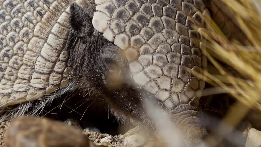 The armadillo is resting in the rocks