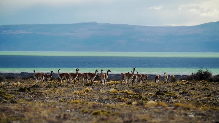 A herd of animals walks around on a sparse piece of ground