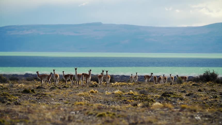 A herd of animals are grazing on a windy day