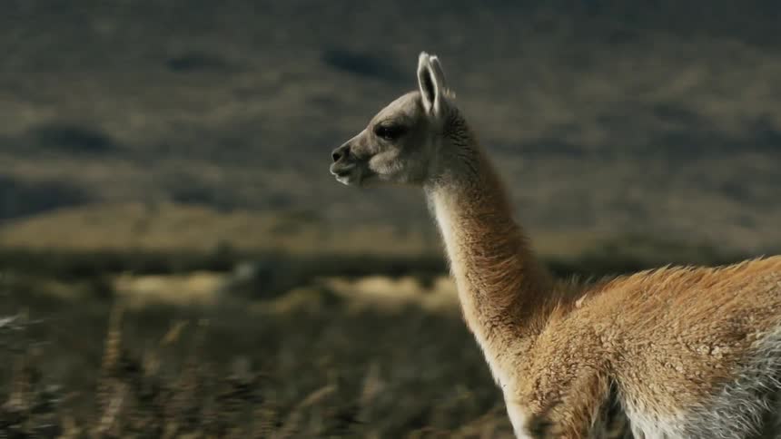 Brown lama galloping on the plains near mountain