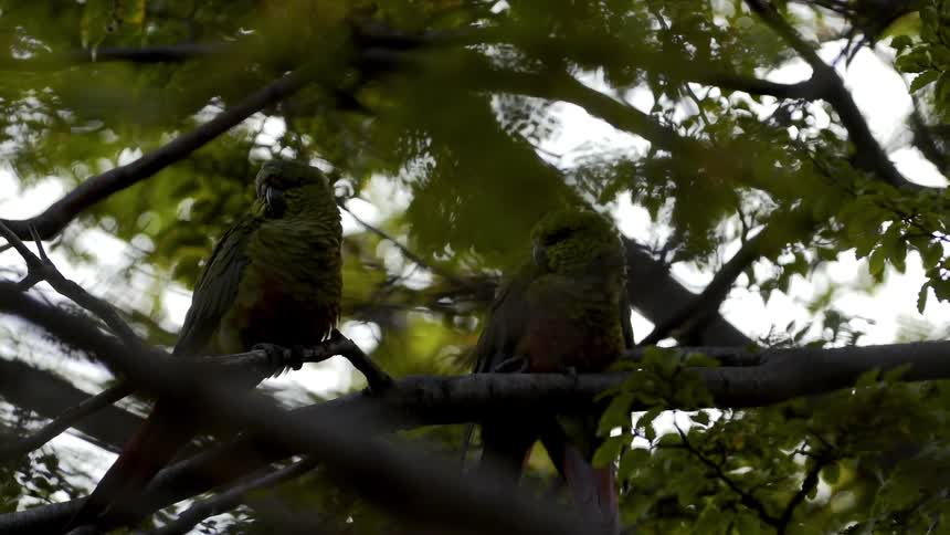 Parrots with bright feathers and a long tail perch in the tree