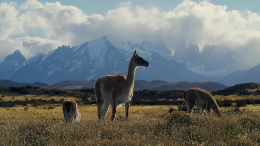 Llamas in an open field with the mountains in the background