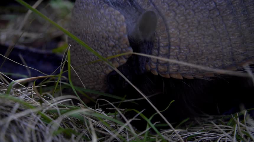 An armadillos forages through the grass