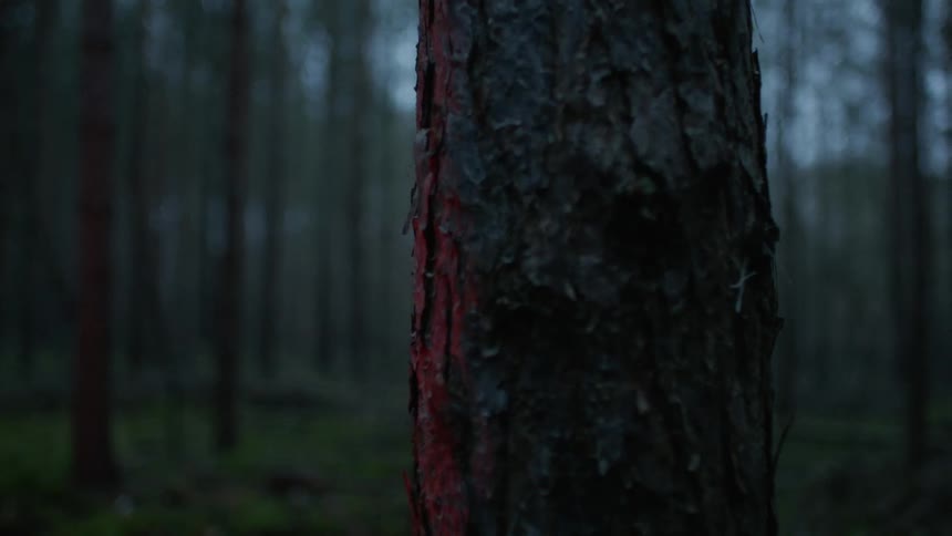 Tree trunk in the dense dark forest at dusk