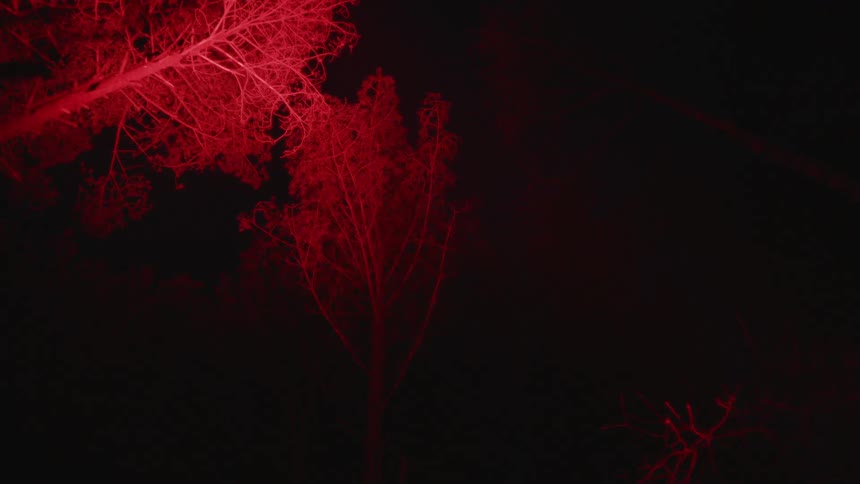 A red light is projected from below onto the tops of tall trees