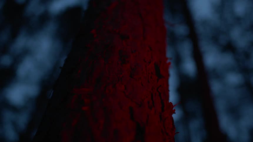A red light scans a tree trunk in a forest