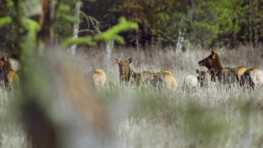 Elk look up while grazing in a meadow as the camera dynamically moves across the scene