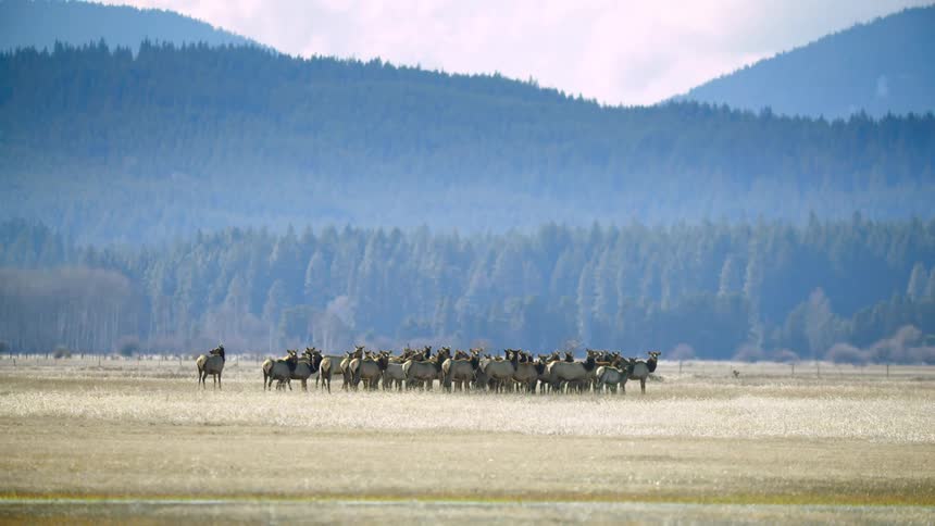 Slow zoom out reveal of a huge herd of Elk standing in a pristine grasslands with large hills in the background