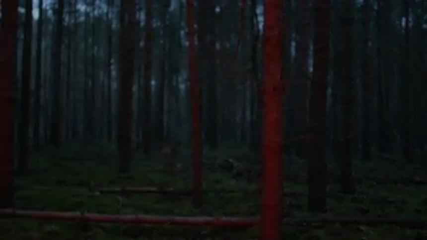 Trees grow together in a dense forest