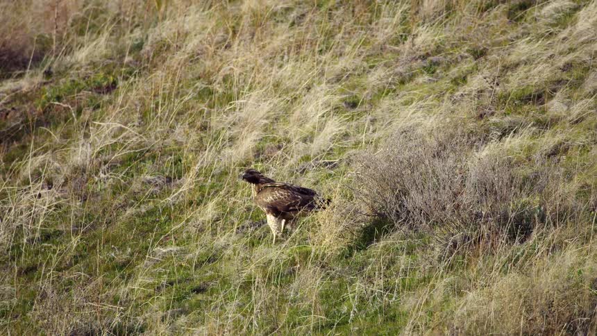 A Red Tail Hawk sits in the grass on a hillside as the wind ruffles its feathers just before taking flight