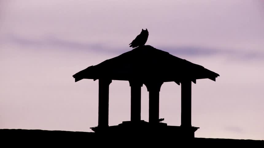 An Great Horned Owl flies off a roof of an abandoned school in rural America