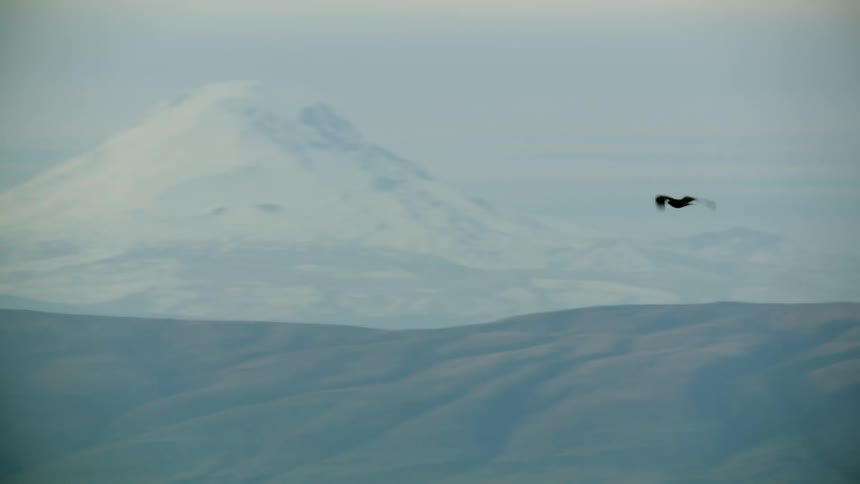 A large Hawk in flight passing in front of Mount Adams in the Pacific Northwest