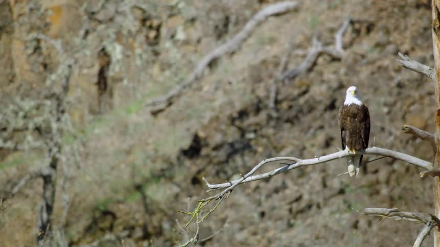 American bald eagle sits on bare branch against slope dotted with grass
