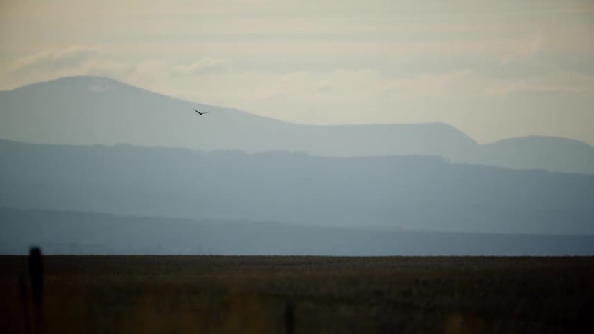 A Red Tail Hawk floats and flies over a wheat fields with large mountains in the background at sunset
