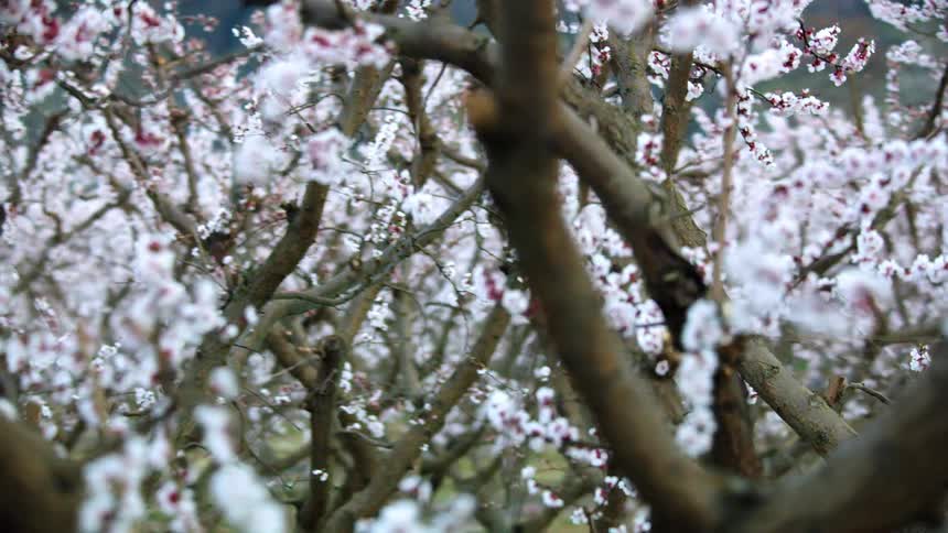 Looking through branches and branches of cherry blossoms in early spring at a vast cherry orchard