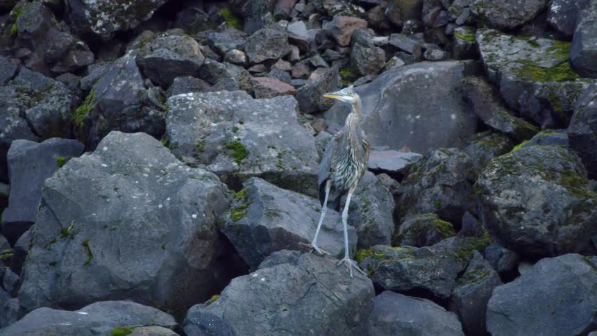 Blue Heron takes flight