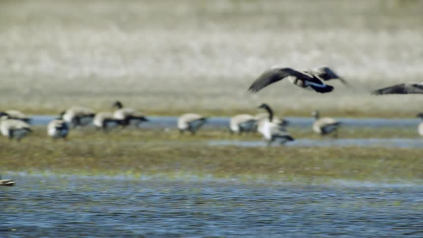 Flying geese stop at a lake where other geese are grazing