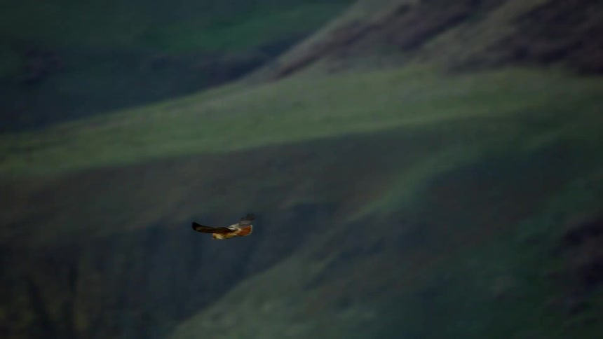 A red tail hawk soars above green hills and ridges in a zoomed in tracking shot