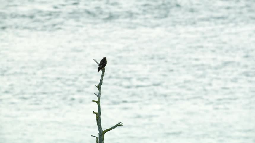 A mature Red Tail Hawk is perched on top of the tree with shimmering water in the background