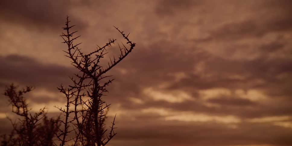 A small plant moves slightly in the breeze