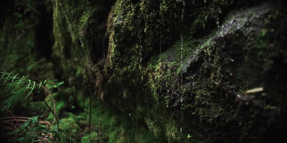 Rain falling over moss covered rocks in a forest