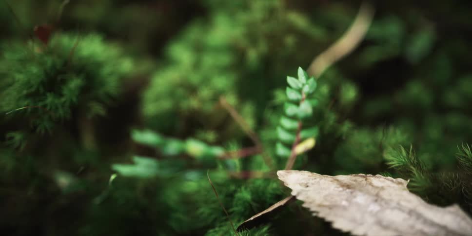A newly grown stem grows from a shrub