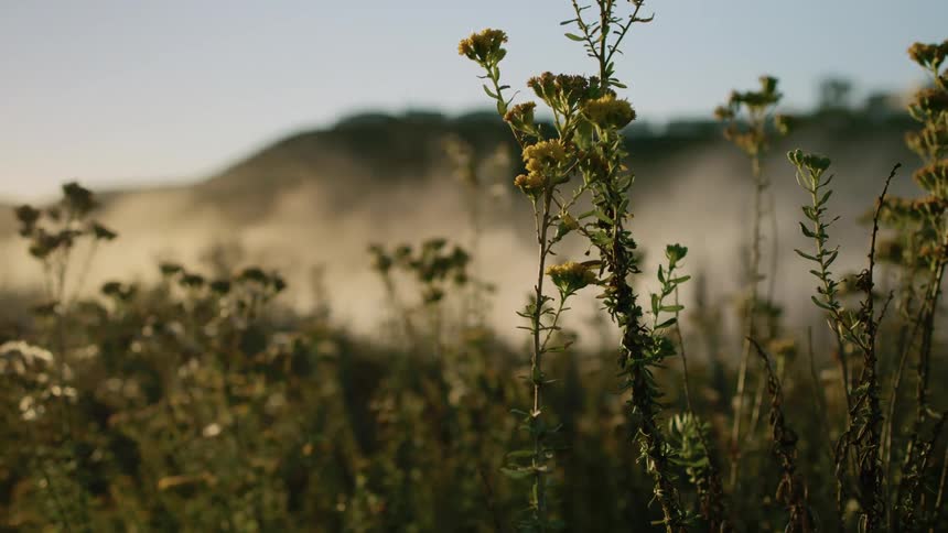 Yellow flowers grow in a field near a mountain