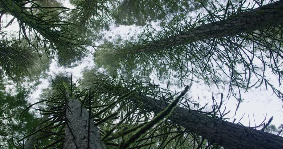 Fir trees in a forest