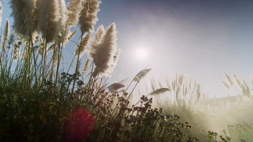 Feather plumes float on long grass stalks under bright sun glare