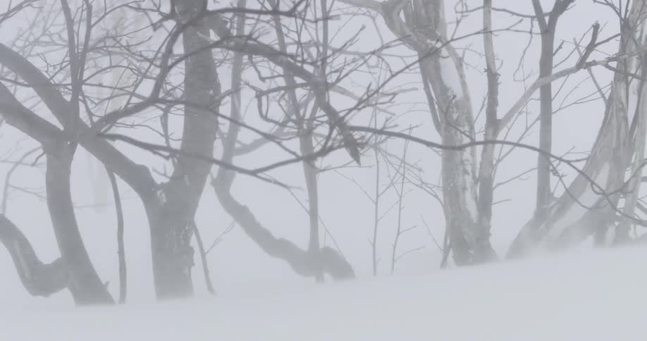Snow blowing in a blizzard