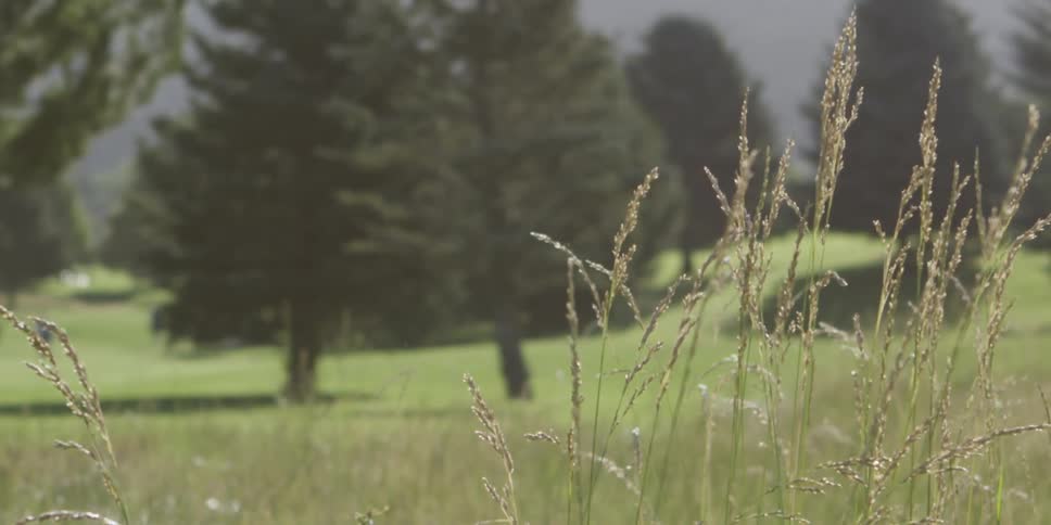 Tall grass moves in the breeze on a golf course