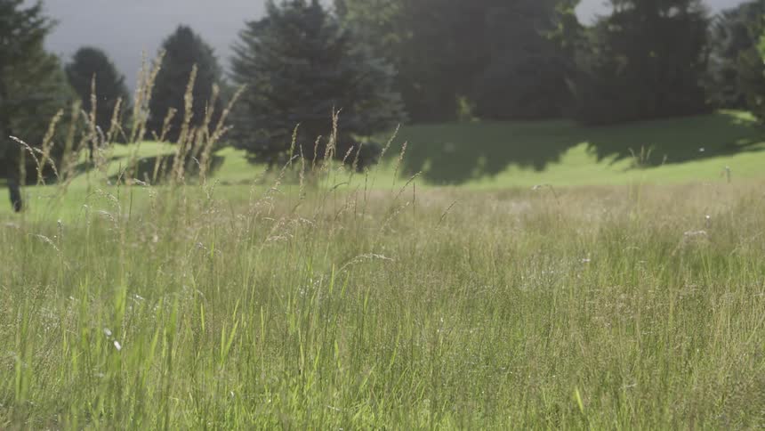 Tall grass grows in a large park