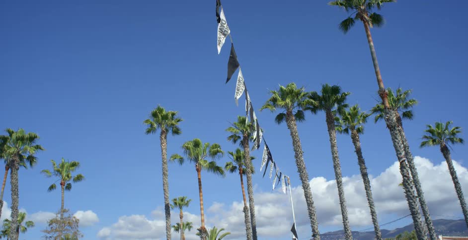 A row of flags move in the wind amidst palm trees