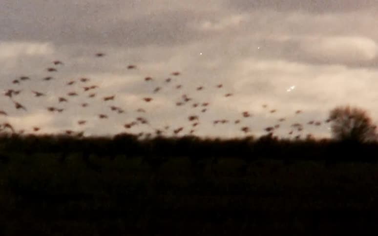 Birds flying and landing on a grassy field with the sky in the background