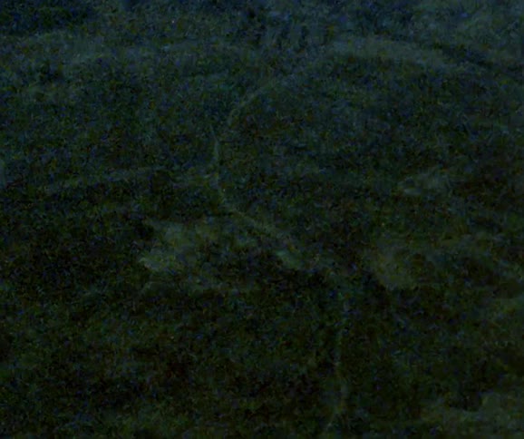 An aerial view of a forest is displayed