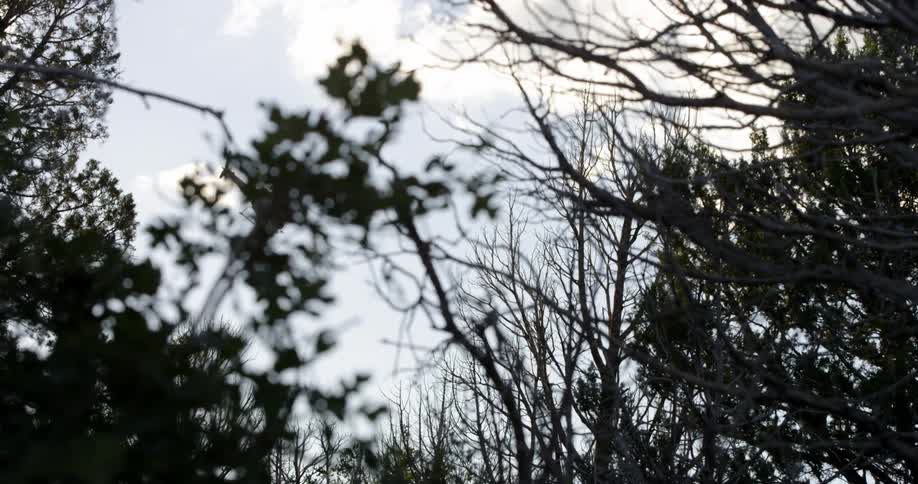 A helicopter seen descending from the sky through the branches of a woodland