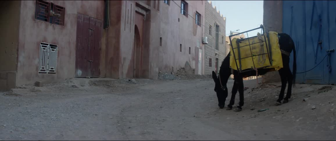 A donkey in an alley in a rural area