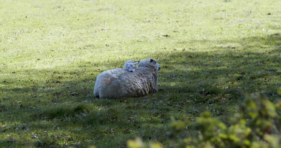 A baby lamb tries to climb up on its mother as she lies on the grass on a sunny breezy day