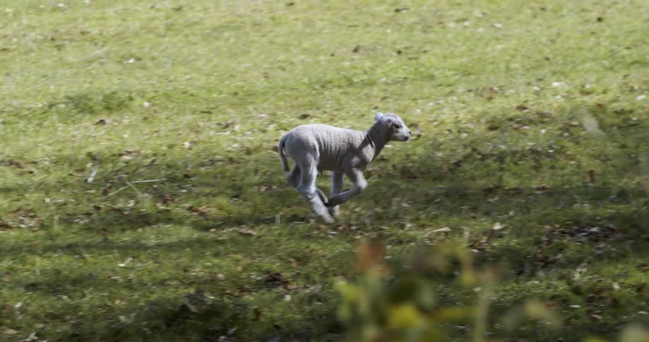 A lamb running across a pasture toward an adult sheep