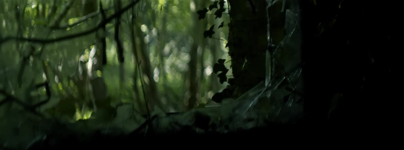 Tree filled forest sits undisturbed