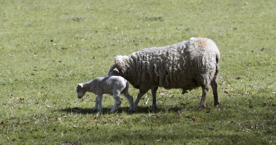 In a grass field a sheep gently uses its hoof to coax a lamb to stand up