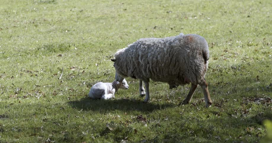 A sheep approaching a lamb lying in a pasture