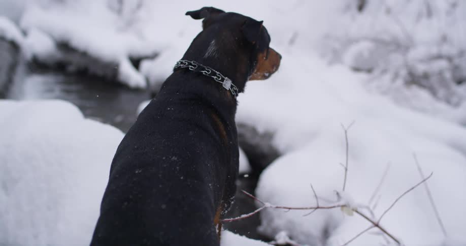 A dog sits in the snow at the edge of a river