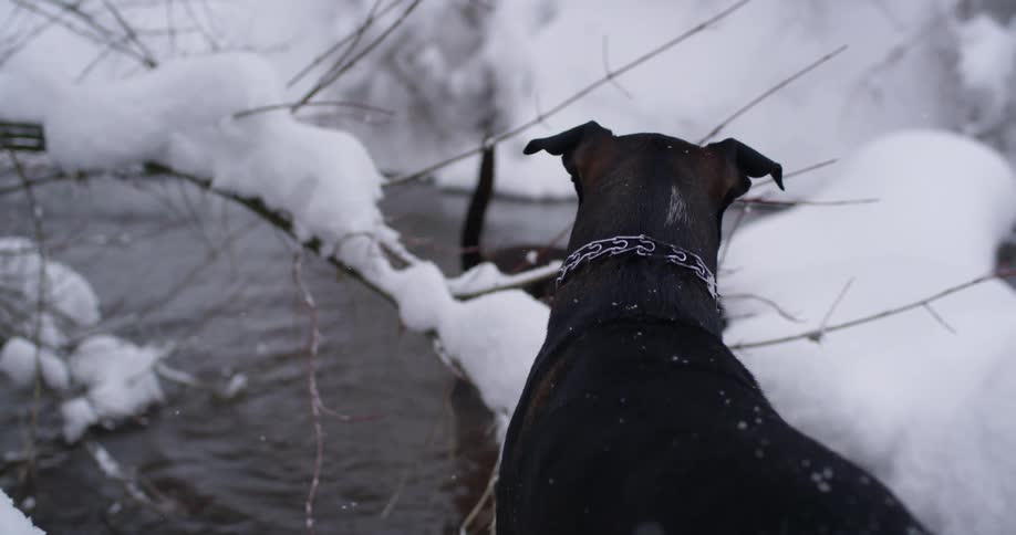 Two dogs are outdoors in the snow