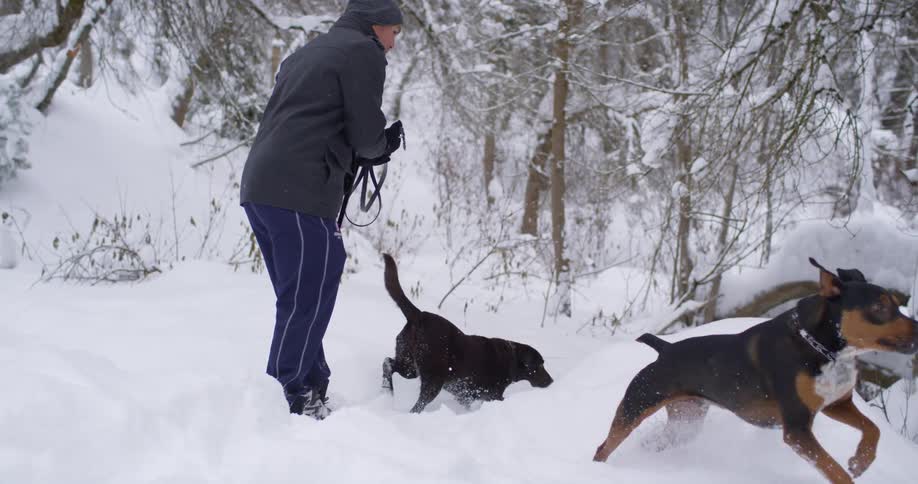 Man removes the leash from two dogs and they go for a run in the snow