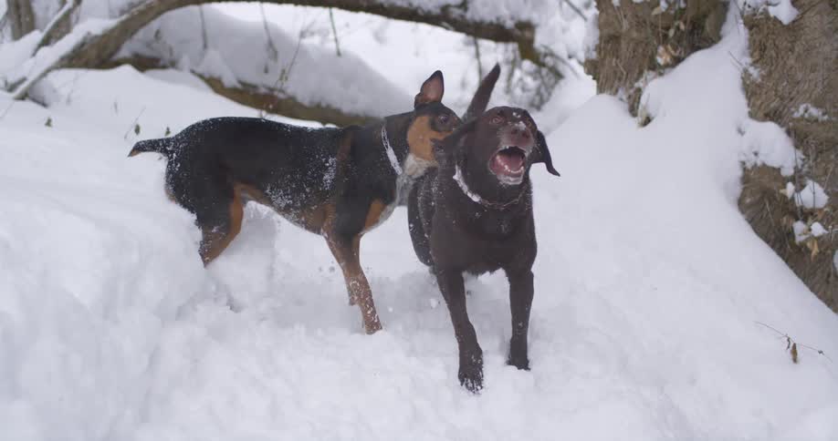 Two dogs jump and play in the snow