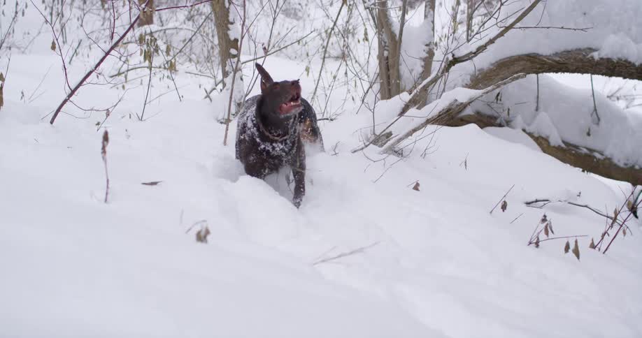Two dogs playing in the snow