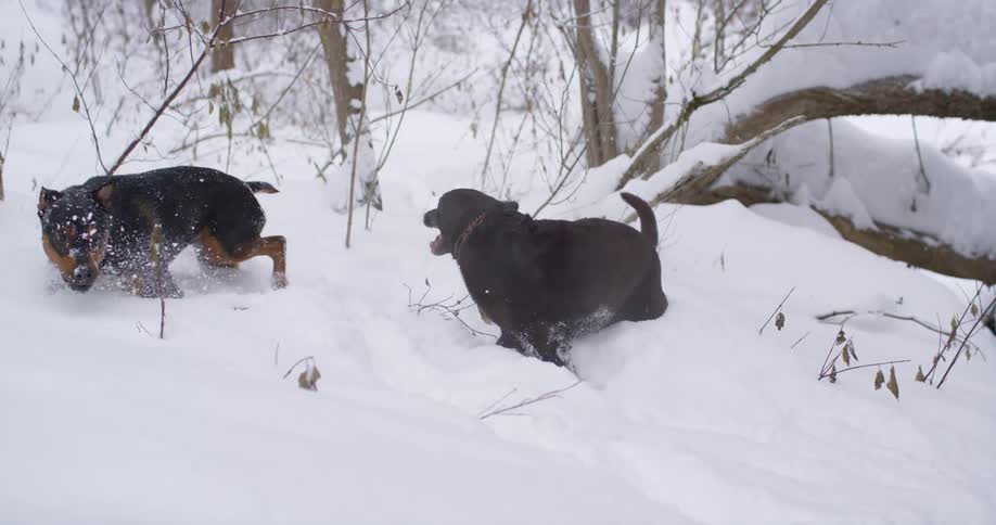 Two dogs play around in the snow