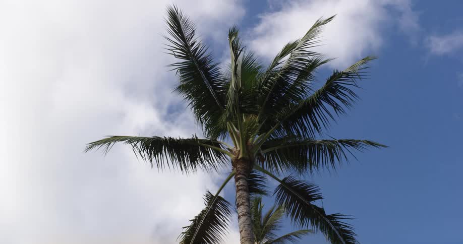 Palm tree slowly waving on the wind on a clear day